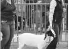 Queen City FFA, Jr. FFA students compete in Ft. Worth Stock Show