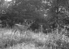 WHITETAIL REPORT
